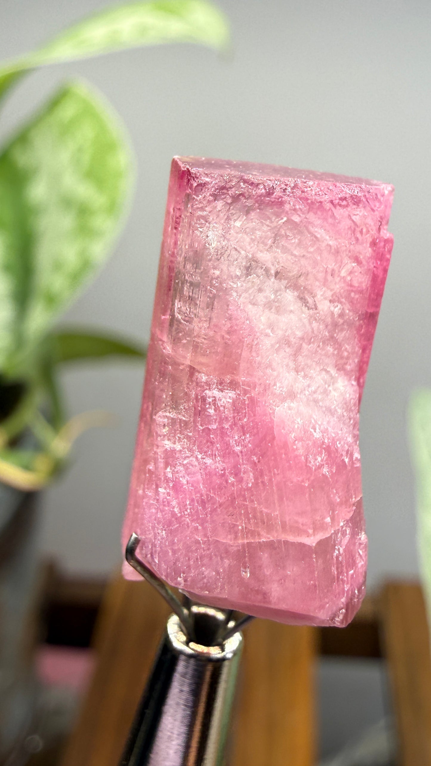 Tourmaline- Água Branca pegmatite, Barra do Salinas, Coronel Murta, Minas Gerais, Brazil