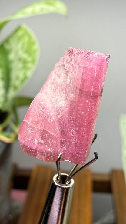 Tourmaline- Água Branca pegmatite, Barra do Salinas, Coronel Murta, Minas Gerais, Brazil