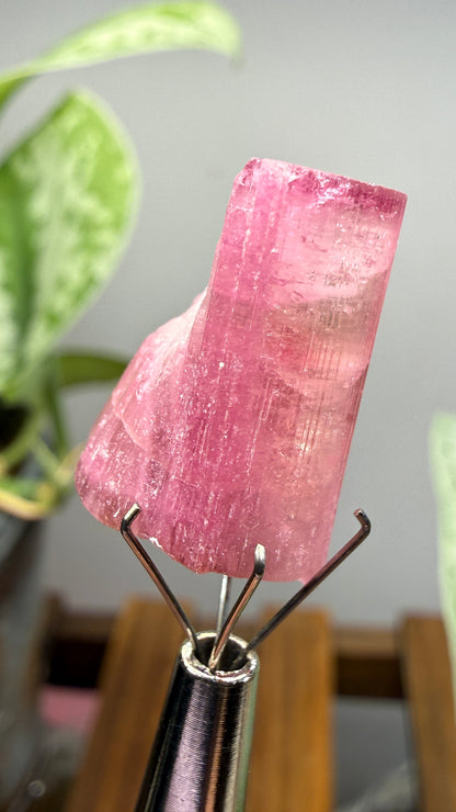 Tourmaline- Água Branca pegmatite, Barra do Salinas, Coronel Murta, Minas Gerais, Brazil