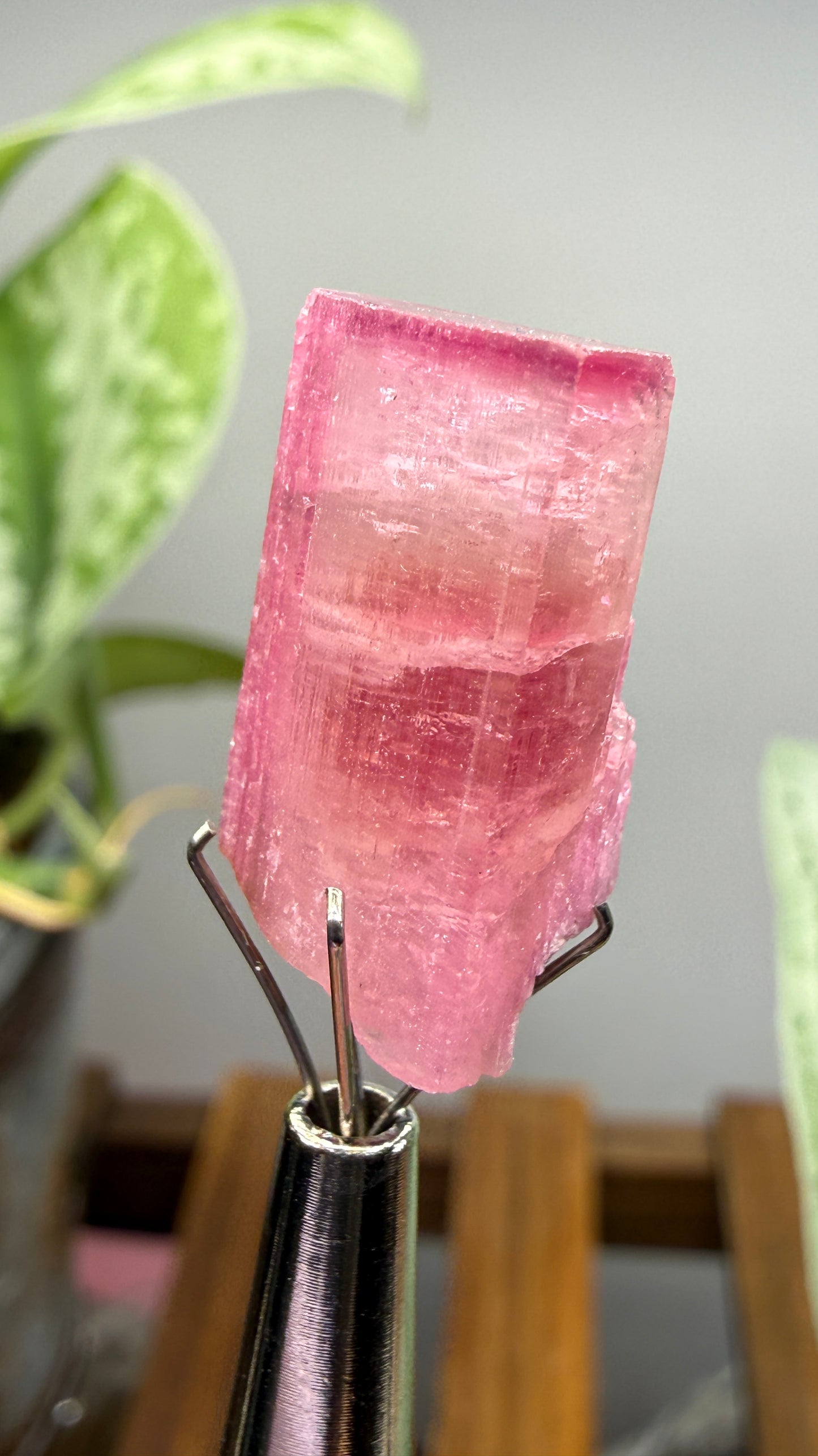 Tourmaline- Água Branca pegmatite, Barra do Salinas, Coronel Murta, Minas Gerais, Brazil