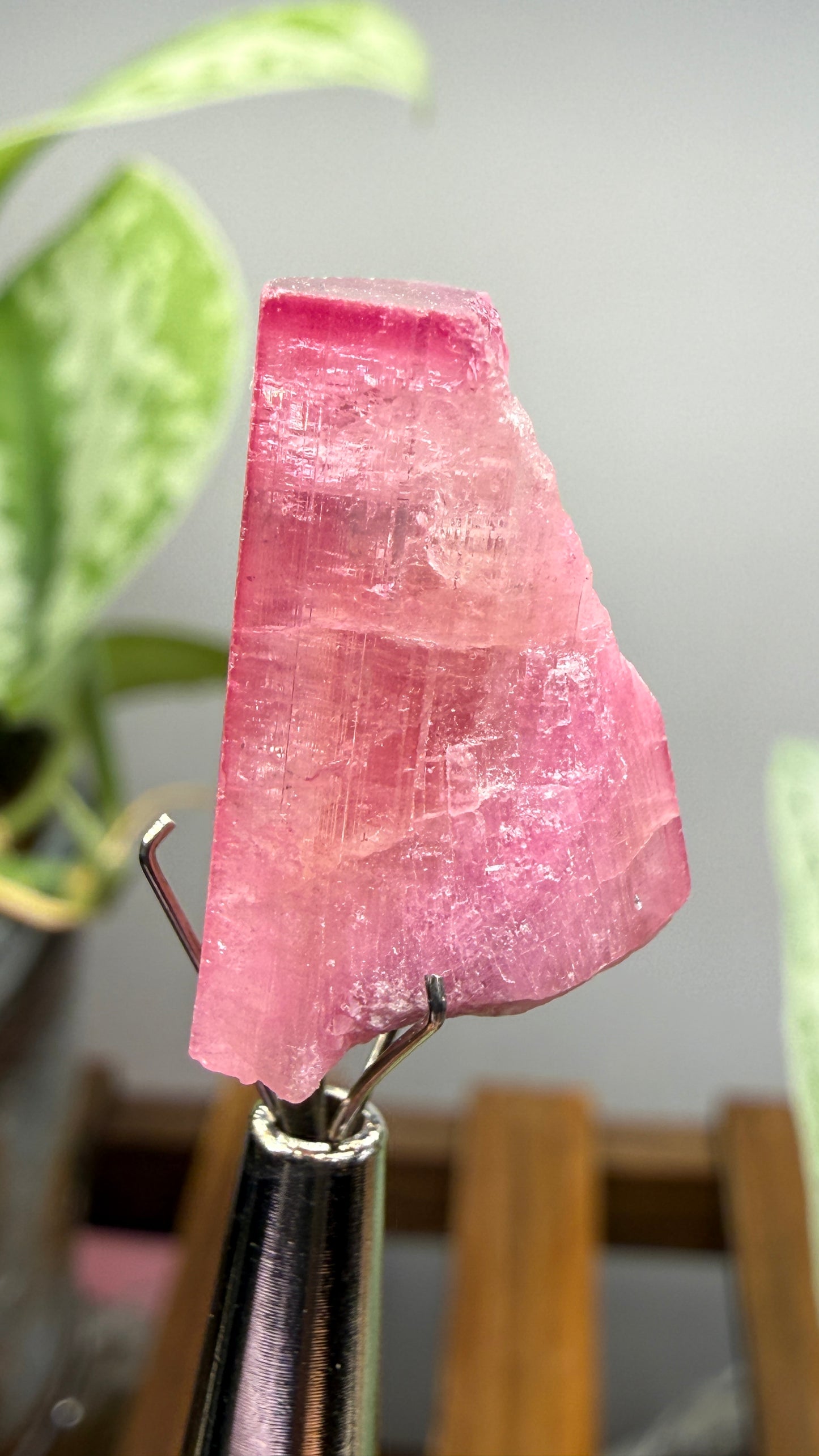 Tourmaline- Água Branca pegmatite, Barra do Salinas, Coronel Murta, Minas Gerais, Brazil