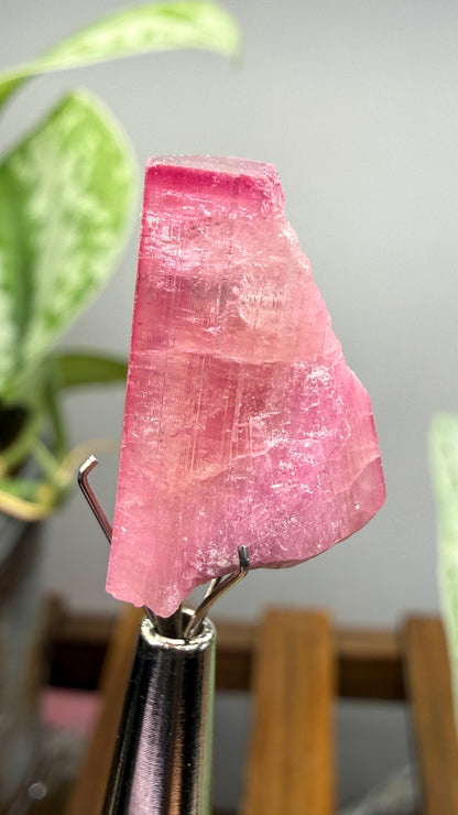 Tourmaline- Água Branca pegmatite, Barra do Salinas, Coronel Murta, Minas Gerais, Brazil