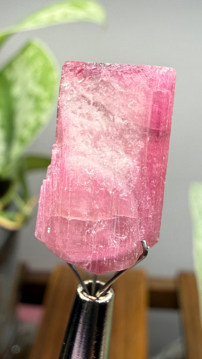 Tourmaline- Água Branca pegmatite, Barra do Salinas, Coronel Murta, Minas Gerais, Brazil