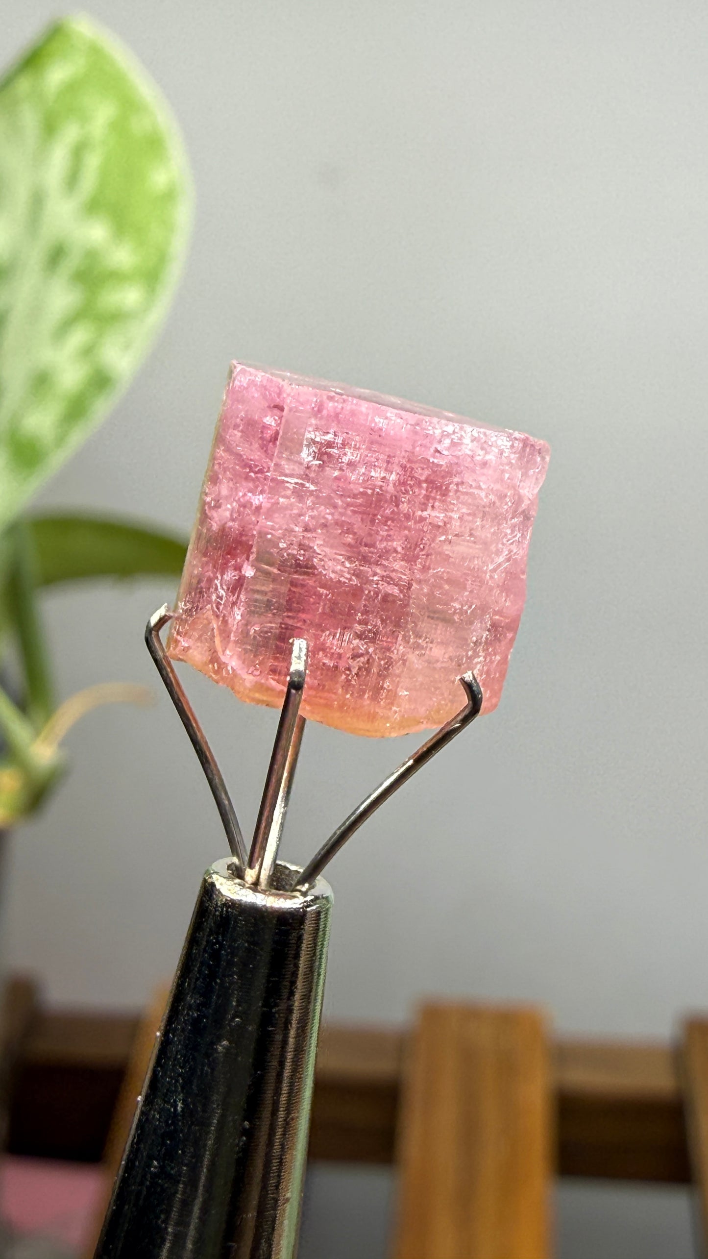 Tourmaline- Água Branca pegmatite, Barra do Salinas, Coronel Murta, Minas Gerais, Brazil