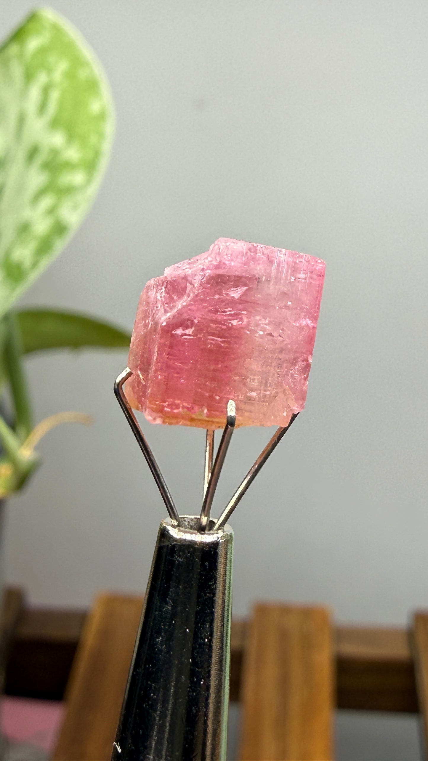 Tourmaline- Água Branca pegmatite, Barra do Salinas, Coronel Murta, Minas Gerais, Brazil