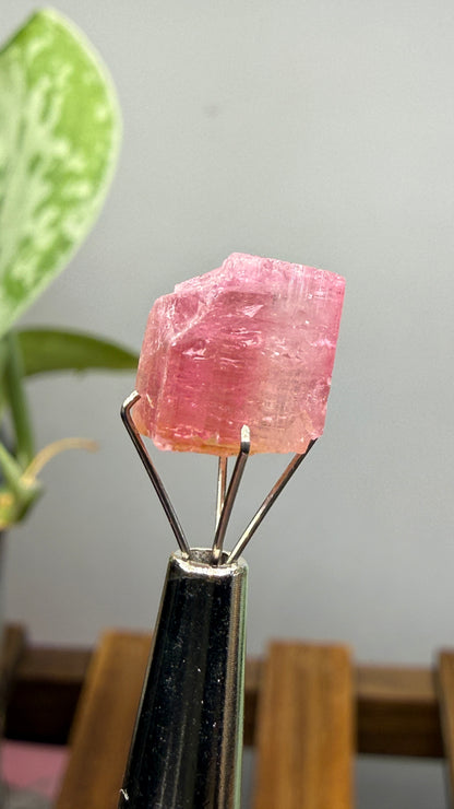 Tourmaline- Água Branca pegmatite, Barra do Salinas, Coronel Murta, Minas Gerais, Brazil
