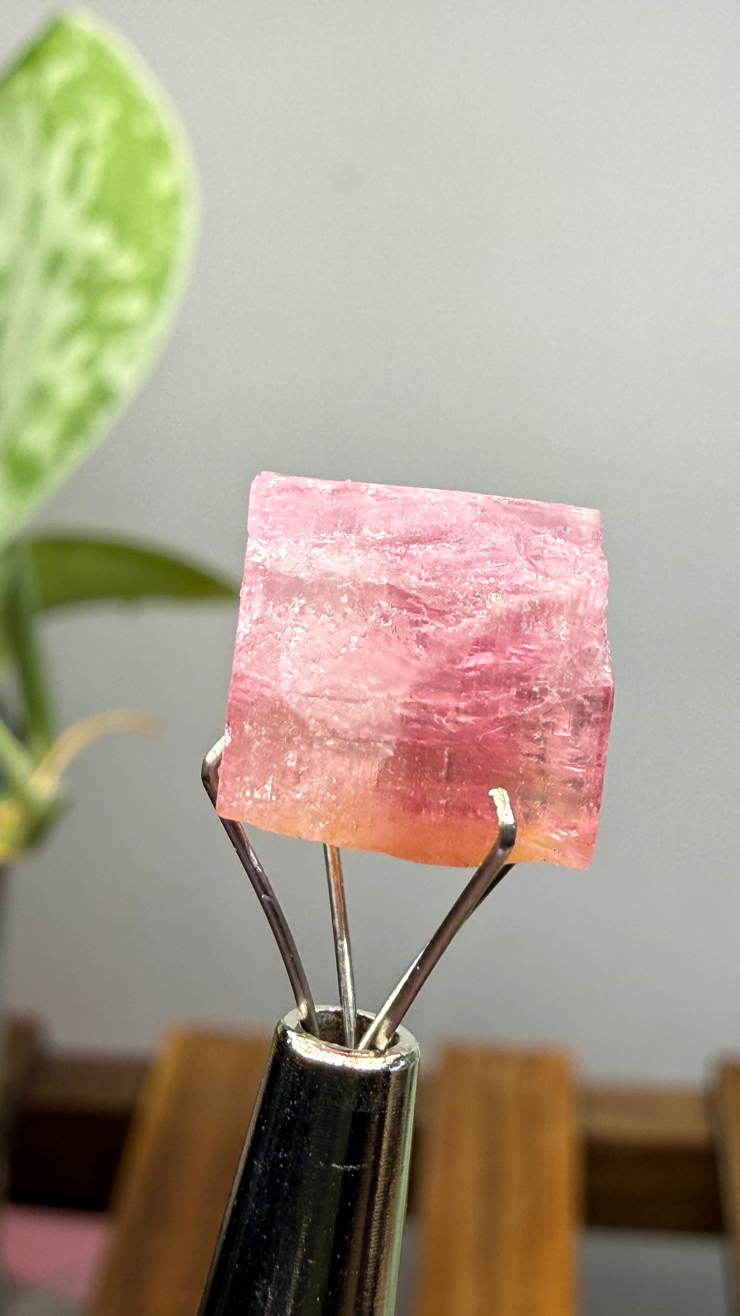 Tourmaline- Água Branca pegmatite, Barra do Salinas, Coronel Murta, Minas Gerais, Brazil