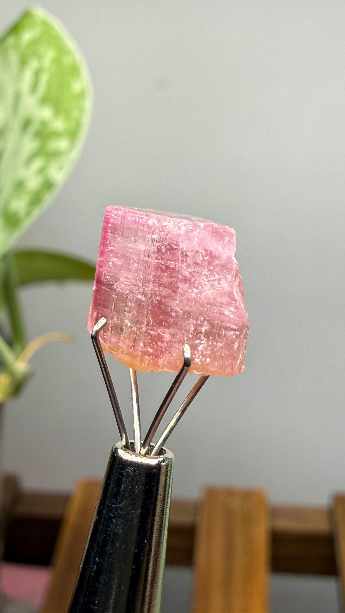 Tourmaline- Água Branca pegmatite, Barra do Salinas, Coronel Murta, Minas Gerais, Brazil