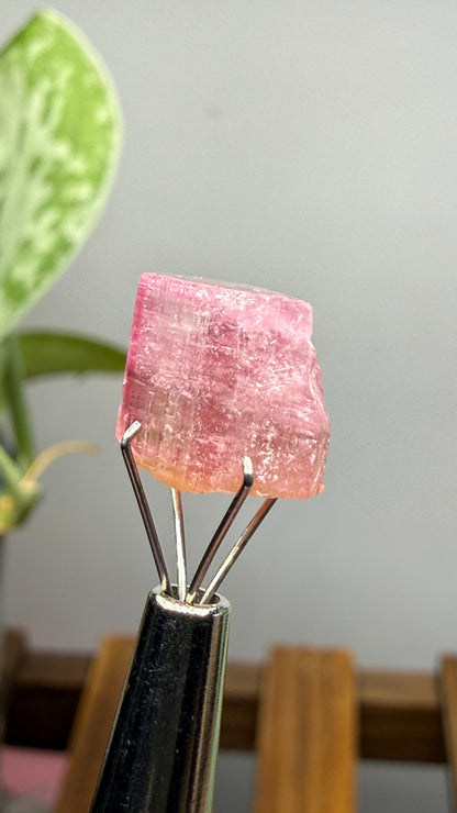 Tourmaline- Água Branca pegmatite, Barra do Salinas, Coronel Murta, Minas Gerais, Brazil