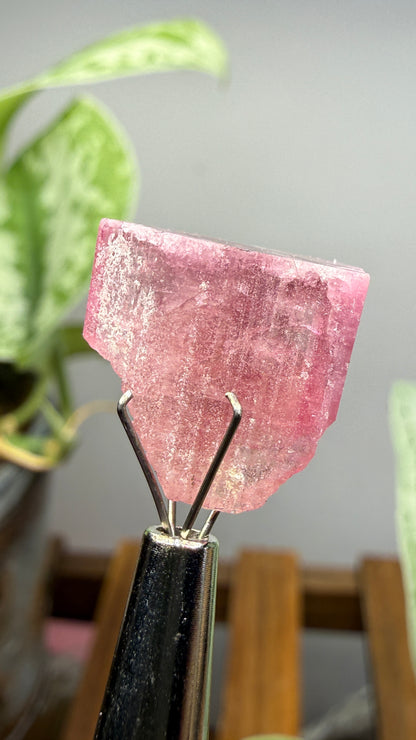Tourmaline- Água Branca pegmatite, Barra do Salinas, Coronel Murta, Minas Gerais, Brazil