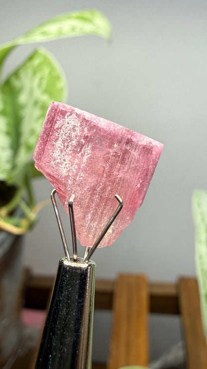 Tourmaline- Água Branca pegmatite, Barra do Salinas, Coronel Murta, Minas Gerais, Brazil