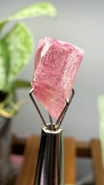 Tourmaline- Água Branca pegmatite, Barra do Salinas, Coronel Murta, Minas Gerais, Brazil