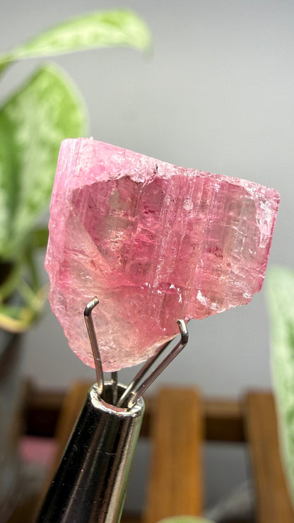 Tourmaline- Água Branca pegmatite, Barra do Salinas, Coronel Murta, Minas Gerais, Brazil