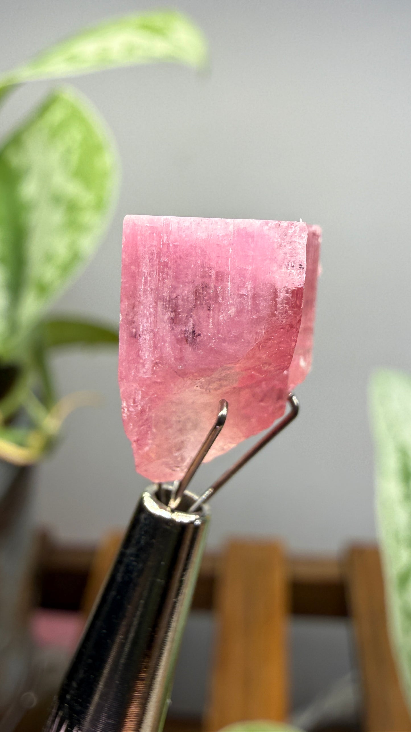 Tourmaline- Água Branca pegmatite, Barra do Salinas, Coronel Murta, Minas Gerais, Brazil