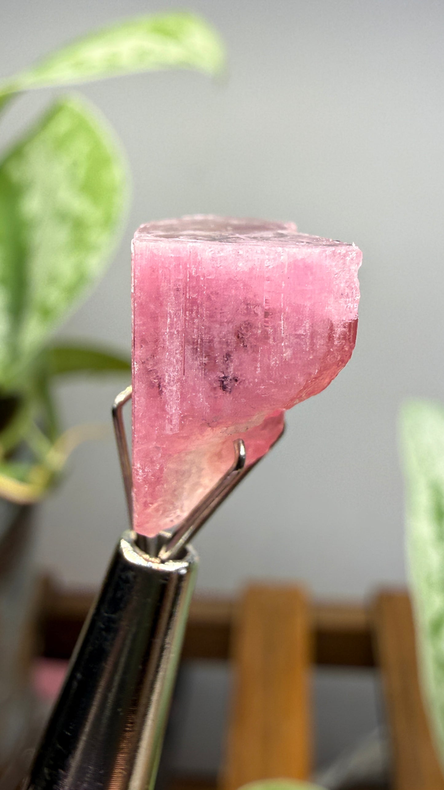 Tourmaline- Água Branca pegmatite, Barra do Salinas, Coronel Murta, Minas Gerais, Brazil