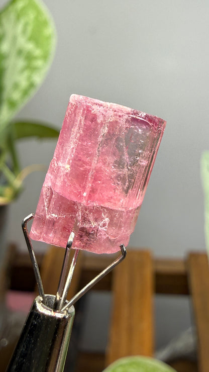 Tourmaline- Água Branca pegmatite, Barra do Salinas, Coronel Murta, Minas Gerais, Brazil