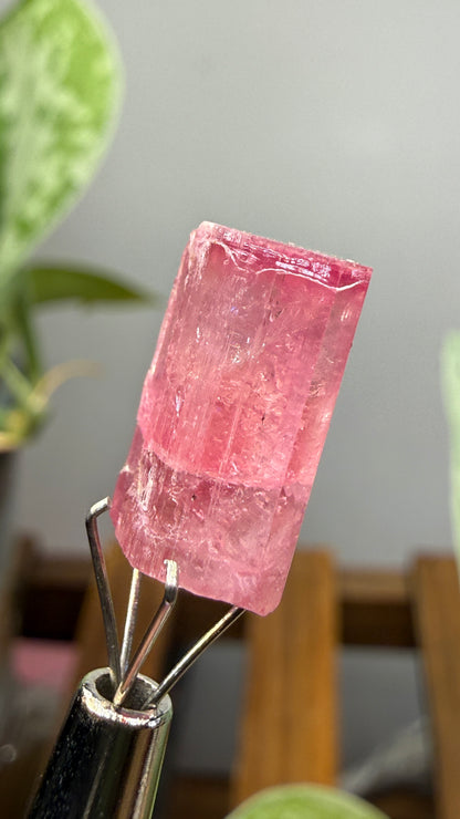 Tourmaline- Água Branca pegmatite, Barra do Salinas, Coronel Murta, Minas Gerais, Brazil