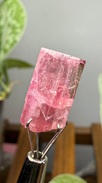 Tourmaline- Água Branca pegmatite, Barra do Salinas, Coronel Murta, Minas Gerais, Brazil
