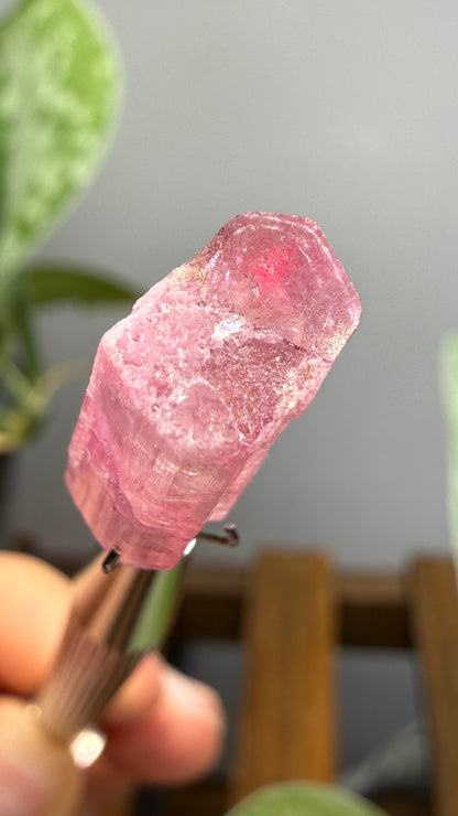 Tourmaline- Água Branca pegmatite, Barra do Salinas, Coronel Murta, Minas Gerais, Brazil