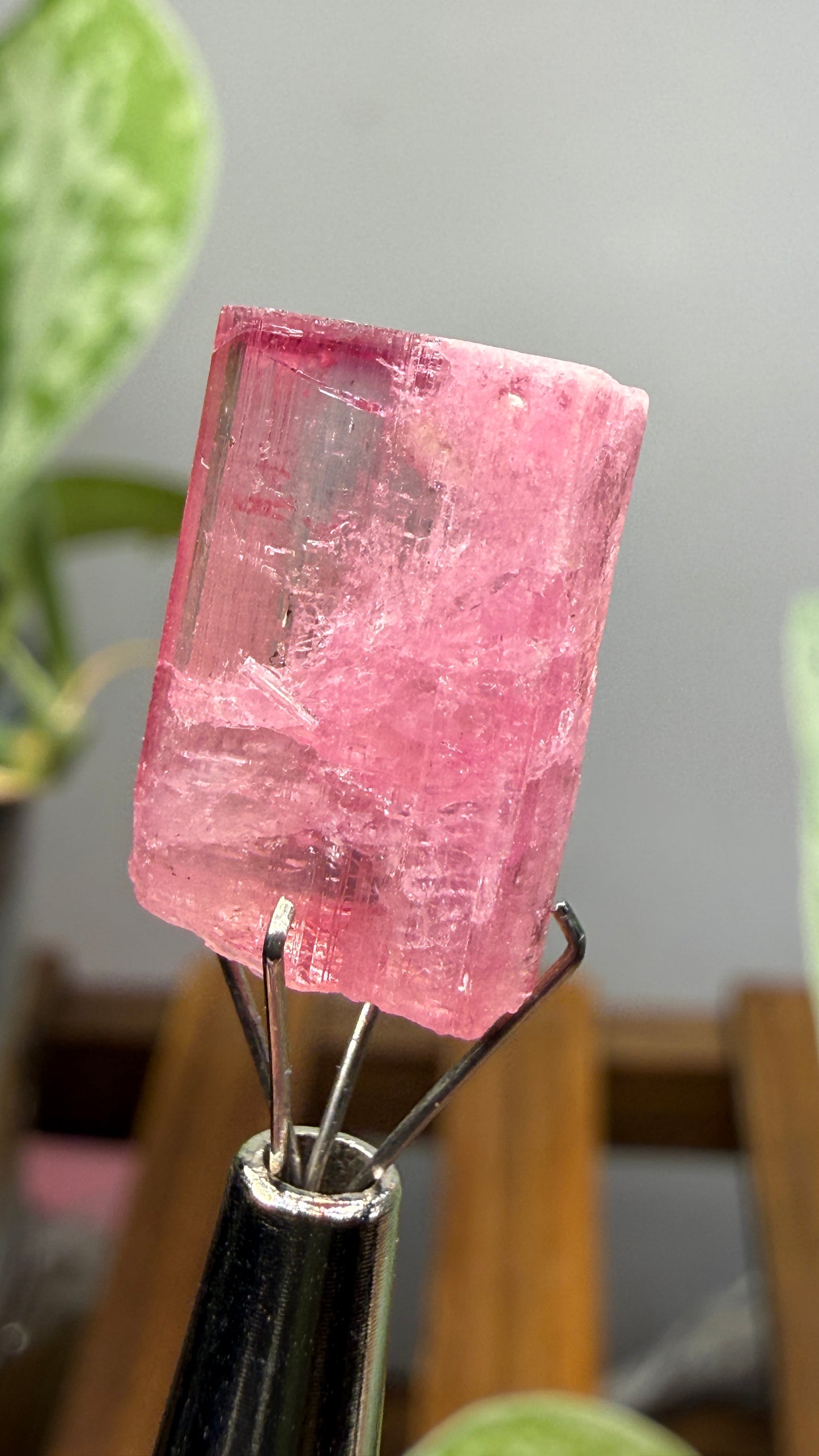 Tourmaline- Água Branca pegmatite, Barra do Salinas, Coronel Murta, Minas Gerais, Brazil