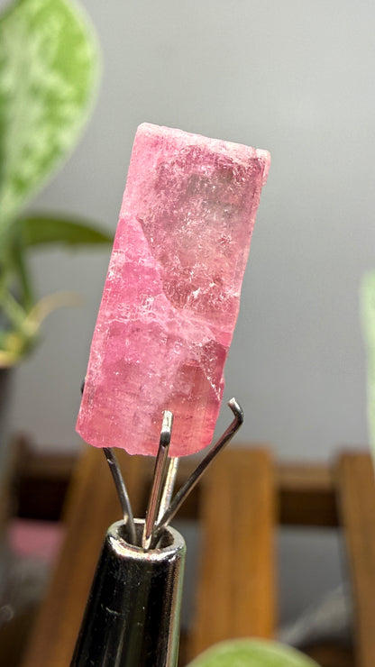 Tourmaline- Água Branca pegmatite, Barra do Salinas, Coronel Murta, Minas Gerais, Brazil