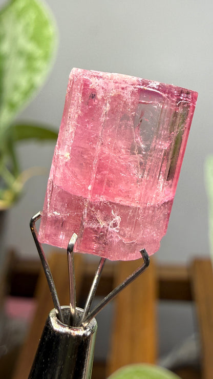 Tourmaline- Água Branca pegmatite, Barra do Salinas, Coronel Murta, Minas Gerais, Brazil