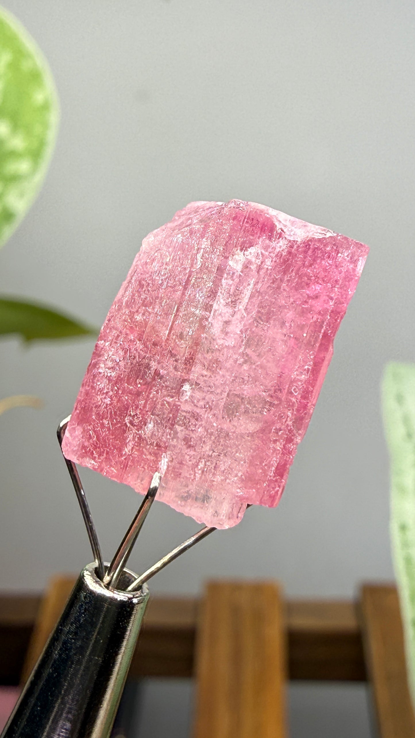 Tourmaline- Água Branca pegmatite, Barra do Salinas, Coronel Murta, Minas Gerais, Brazil