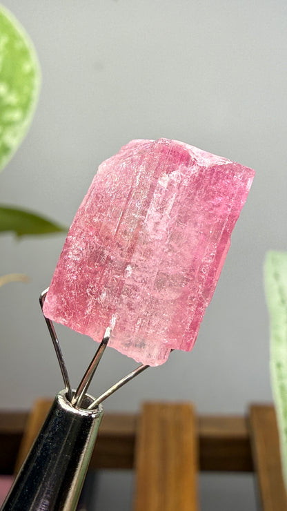 Tourmaline- Água Branca pegmatite, Barra do Salinas, Coronel Murta, Minas Gerais, Brazil