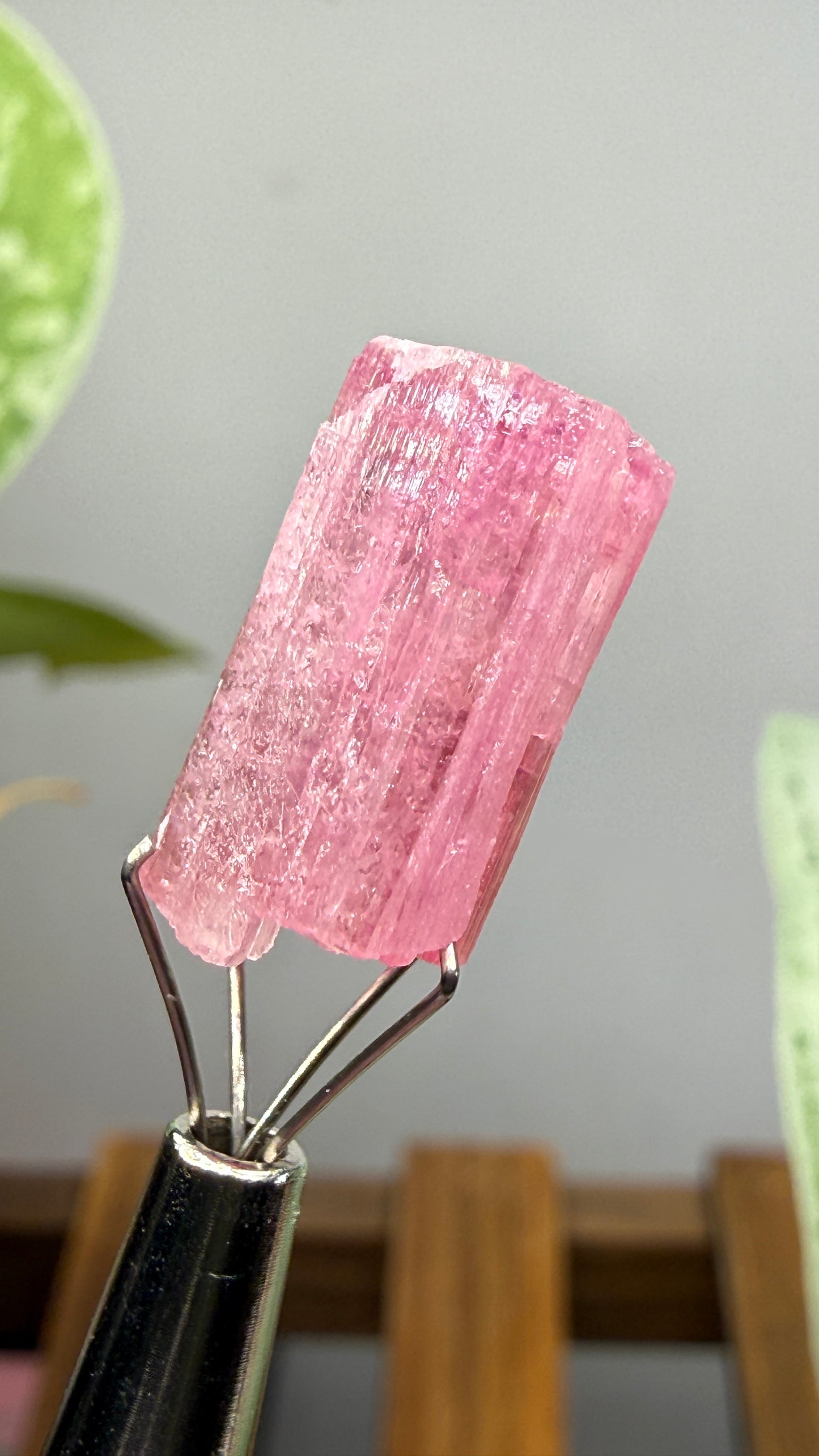 Tourmaline- Água Branca pegmatite, Barra do Salinas, Coronel Murta, Minas Gerais, Brazil