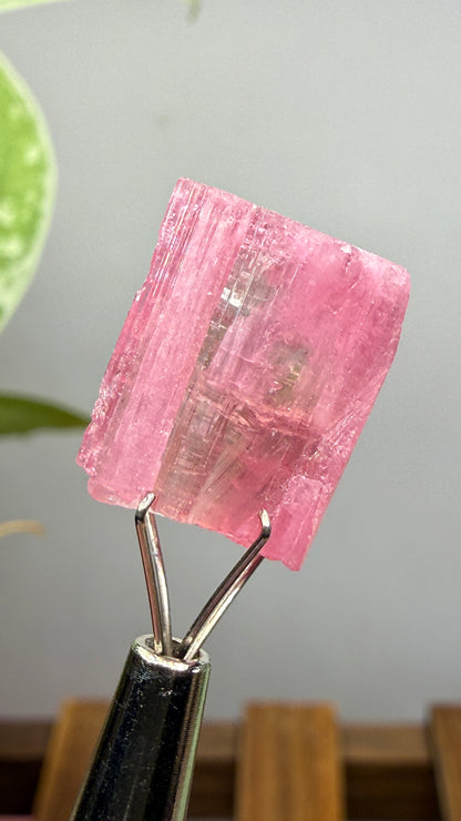 Tourmaline- Água Branca pegmatite, Barra do Salinas, Coronel Murta, Minas Gerais, Brazil