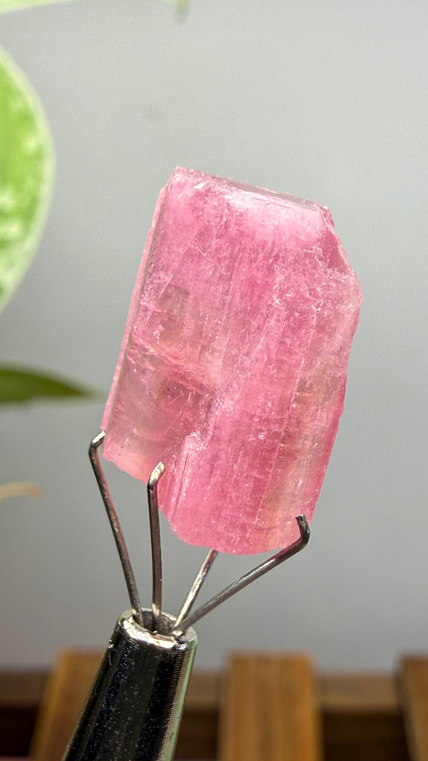 Tourmaline- Água Branca pegmatite, Barra do Salinas, Coronel Murta, Minas Gerais, Brazil