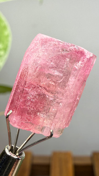 Tourmaline- Água Branca pegmatite, Barra do Salinas, Coronel Murta, Minas Gerais, Brazil