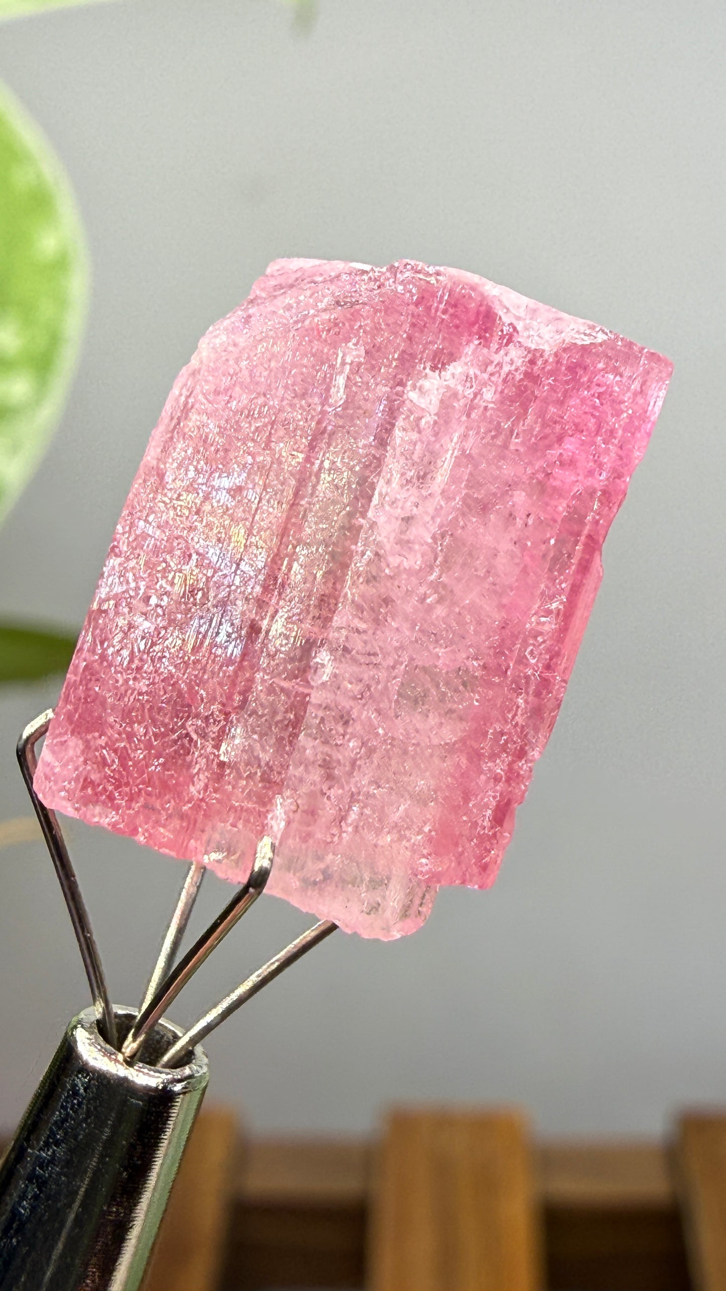 Tourmaline- Água Branca pegmatite, Barra do Salinas, Coronel Murta, Minas Gerais, Brazil