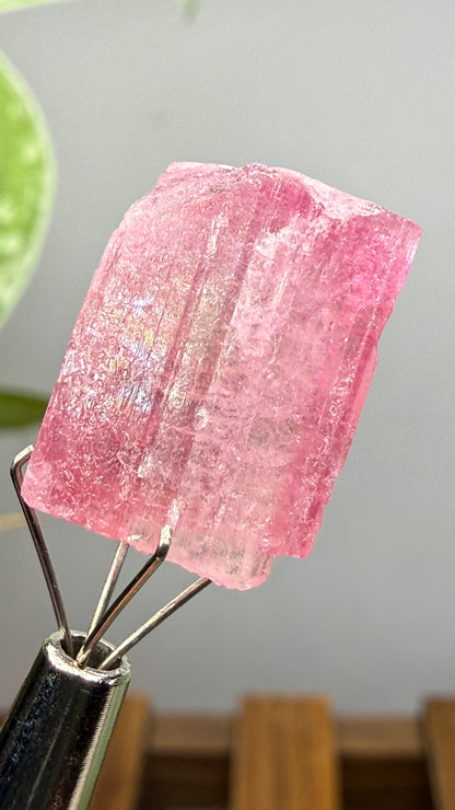 Tourmaline- Água Branca pegmatite, Barra do Salinas, Coronel Murta, Minas Gerais, Brazil