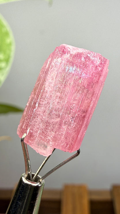 Tourmaline- Água Branca pegmatite, Barra do Salinas, Coronel Murta, Minas Gerais, Brazil