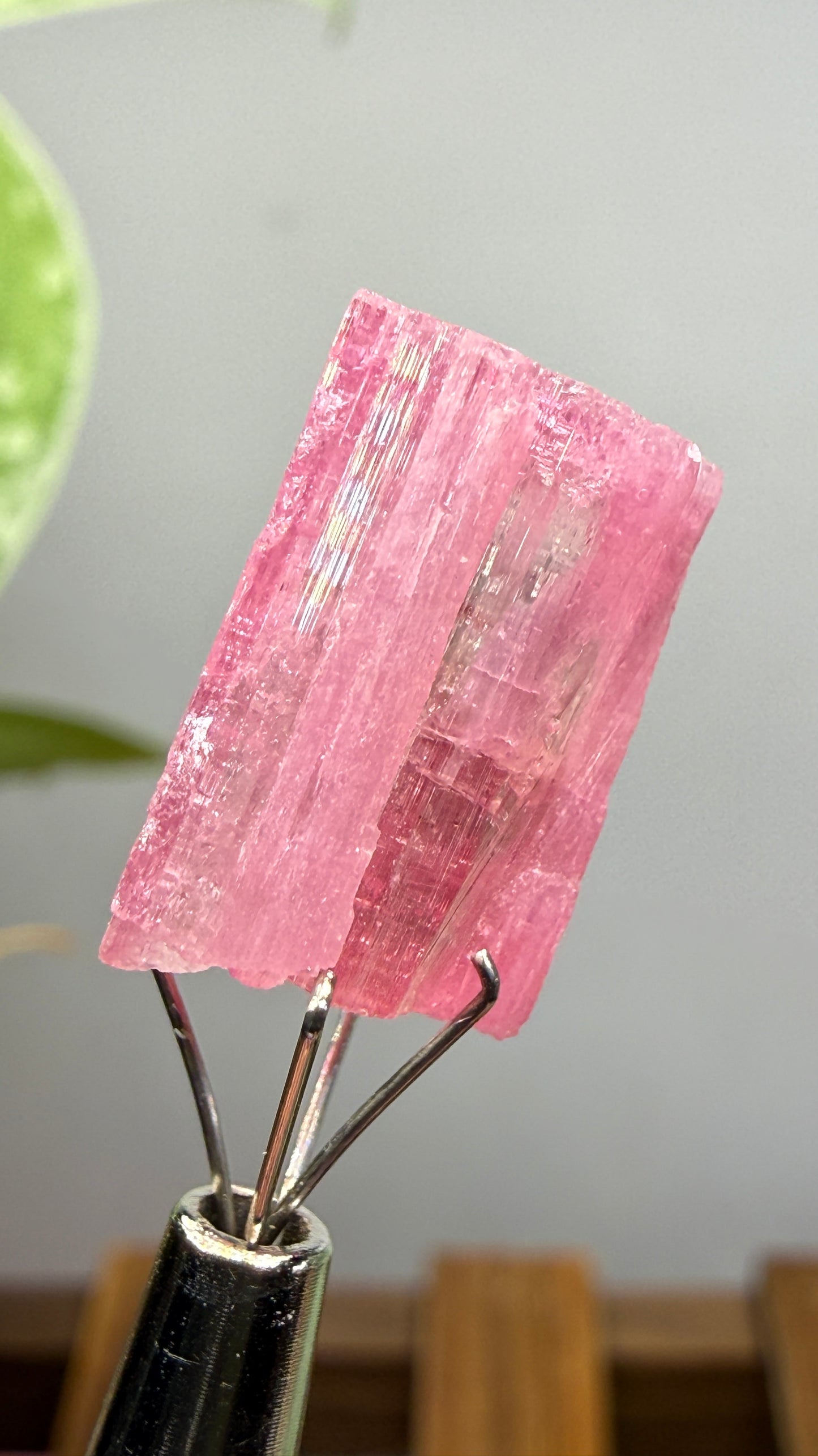 Tourmaline- Água Branca pegmatite, Barra do Salinas, Coronel Murta, Minas Gerais, Brazil