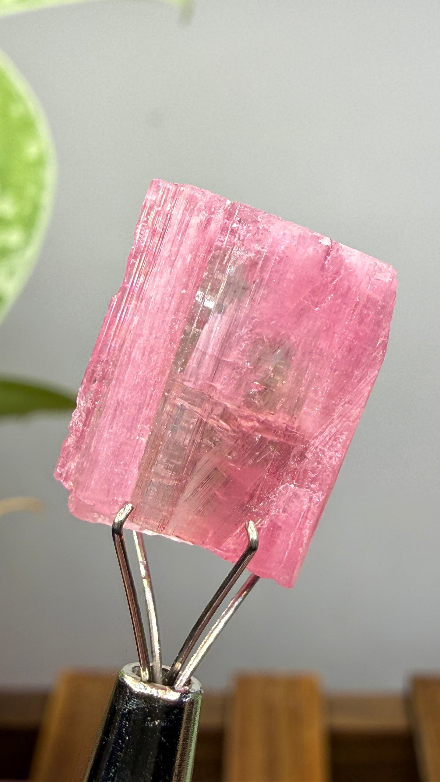 Tourmaline- Água Branca pegmatite, Barra do Salinas, Coronel Murta, Minas Gerais, Brazil