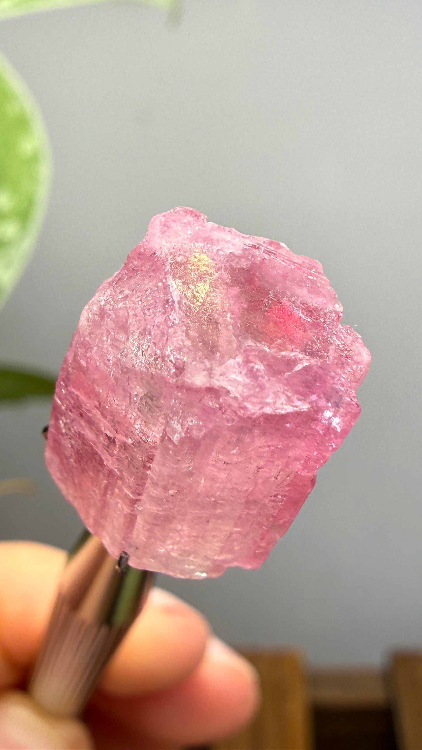 Tourmaline- Água Branca pegmatite, Barra do Salinas, Coronel Murta, Minas Gerais, Brazil