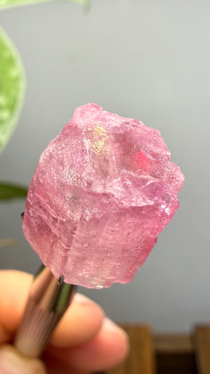 Tourmaline- Água Branca pegmatite, Barra do Salinas, Coronel Murta, Minas Gerais, Brazil