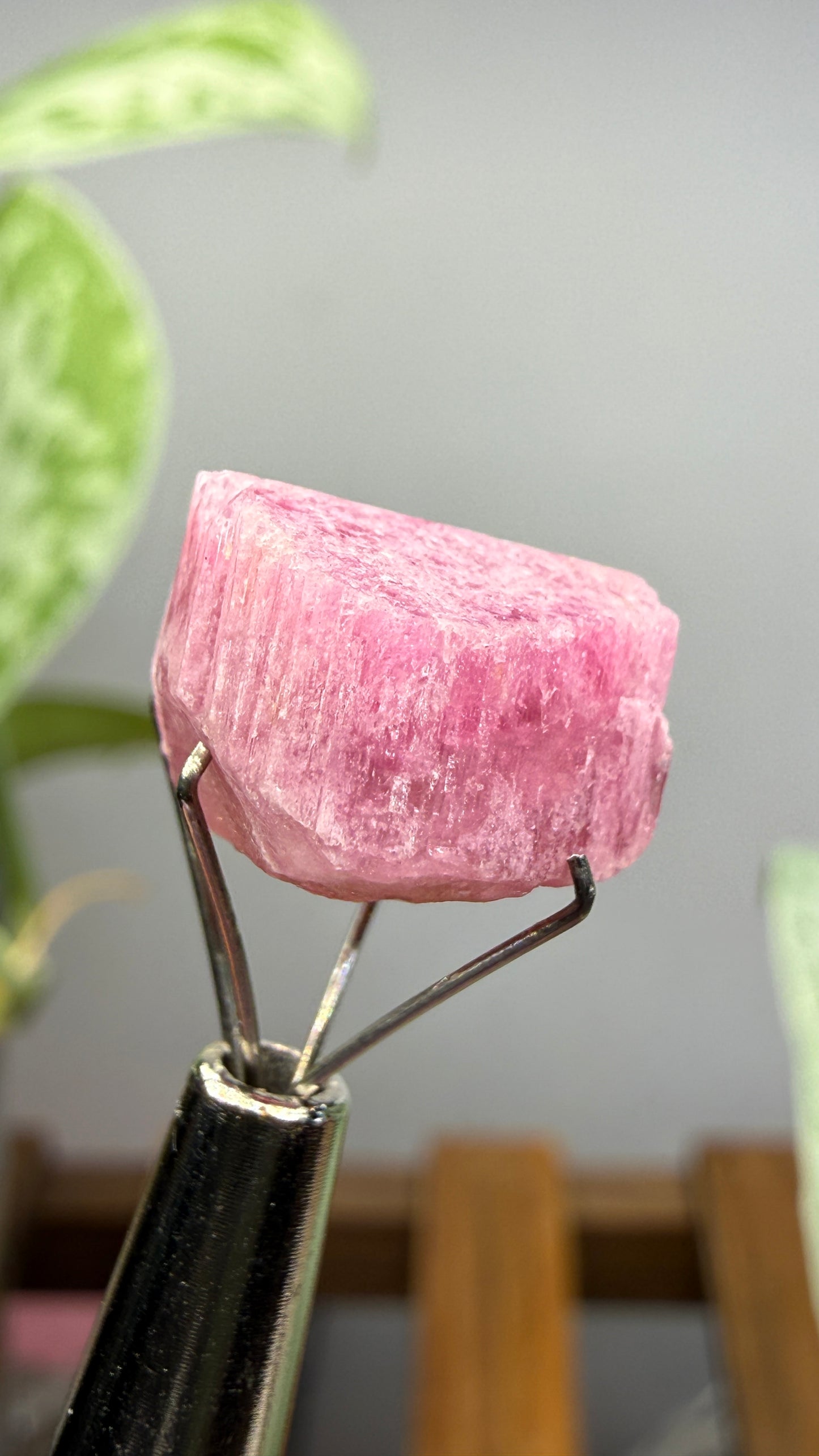 Tourmaline- Água Branca pegmatite, Barra do Salinas, Coronel Murta, Minas Gerais, Brazil