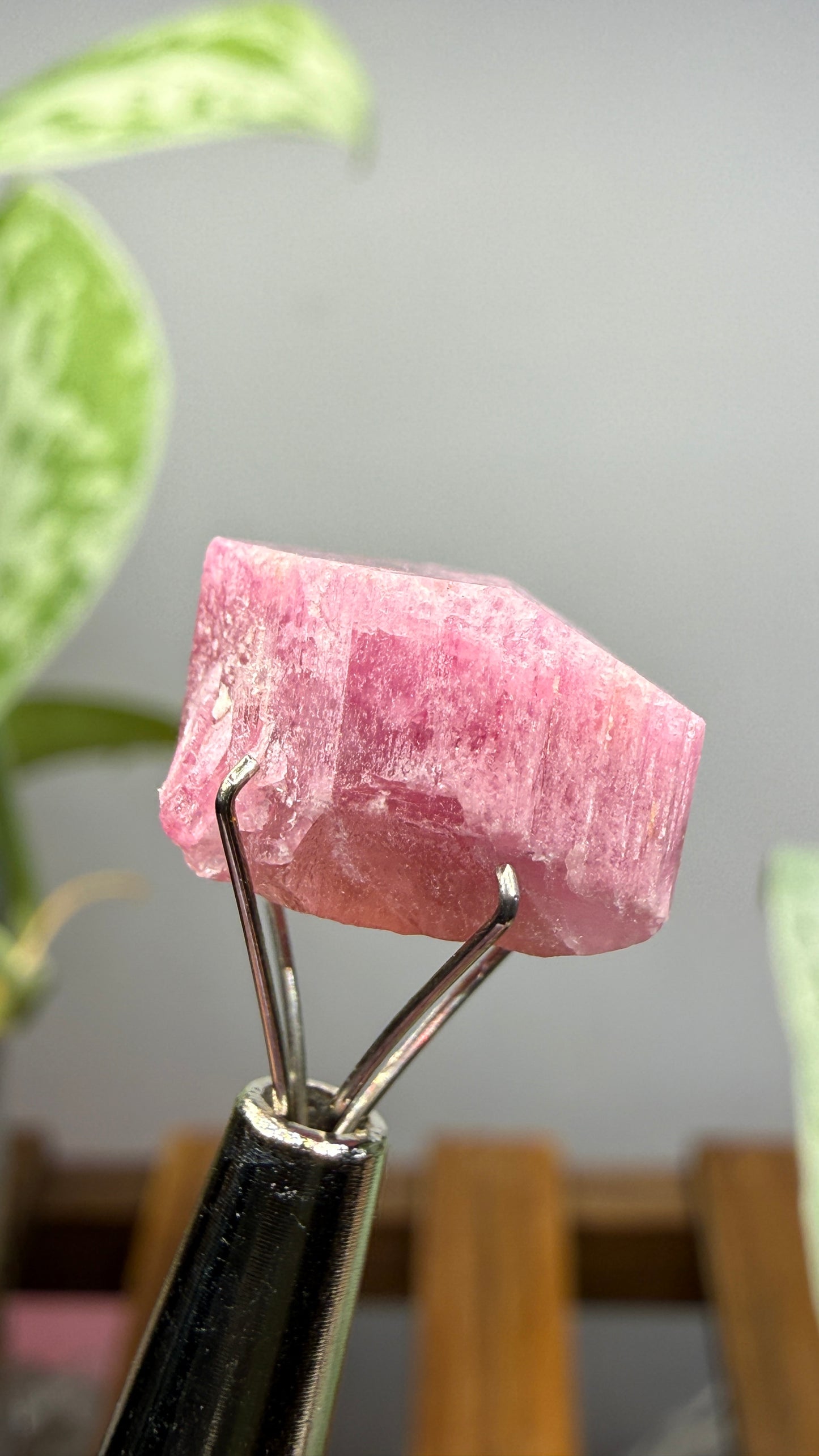Tourmaline- Água Branca pegmatite, Barra do Salinas, Coronel Murta, Minas Gerais, Brazil