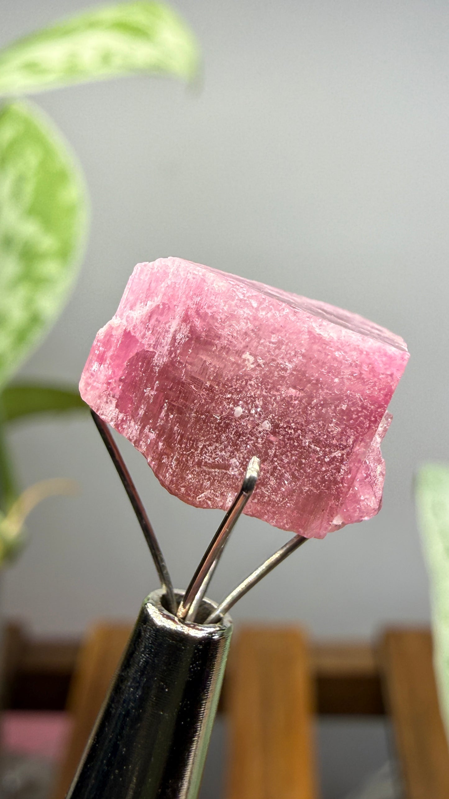 Tourmaline- Água Branca pegmatite, Barra do Salinas, Coronel Murta, Minas Gerais, Brazil