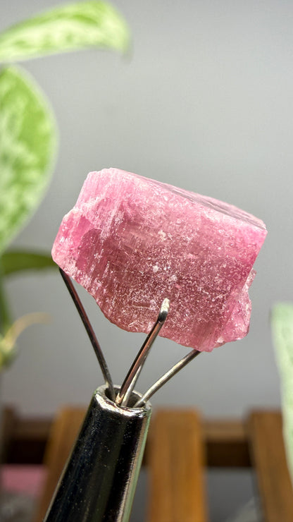 Tourmaline- Água Branca pegmatite, Barra do Salinas, Coronel Murta, Minas Gerais, Brazil