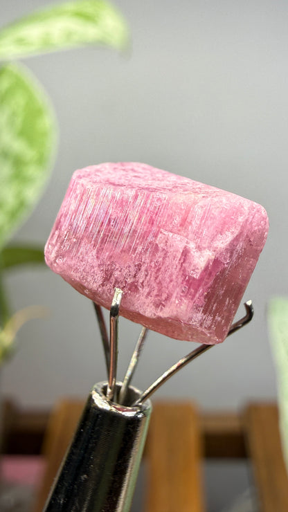 Tourmaline- Água Branca pegmatite, Barra do Salinas, Coronel Murta, Minas Gerais, Brazil
