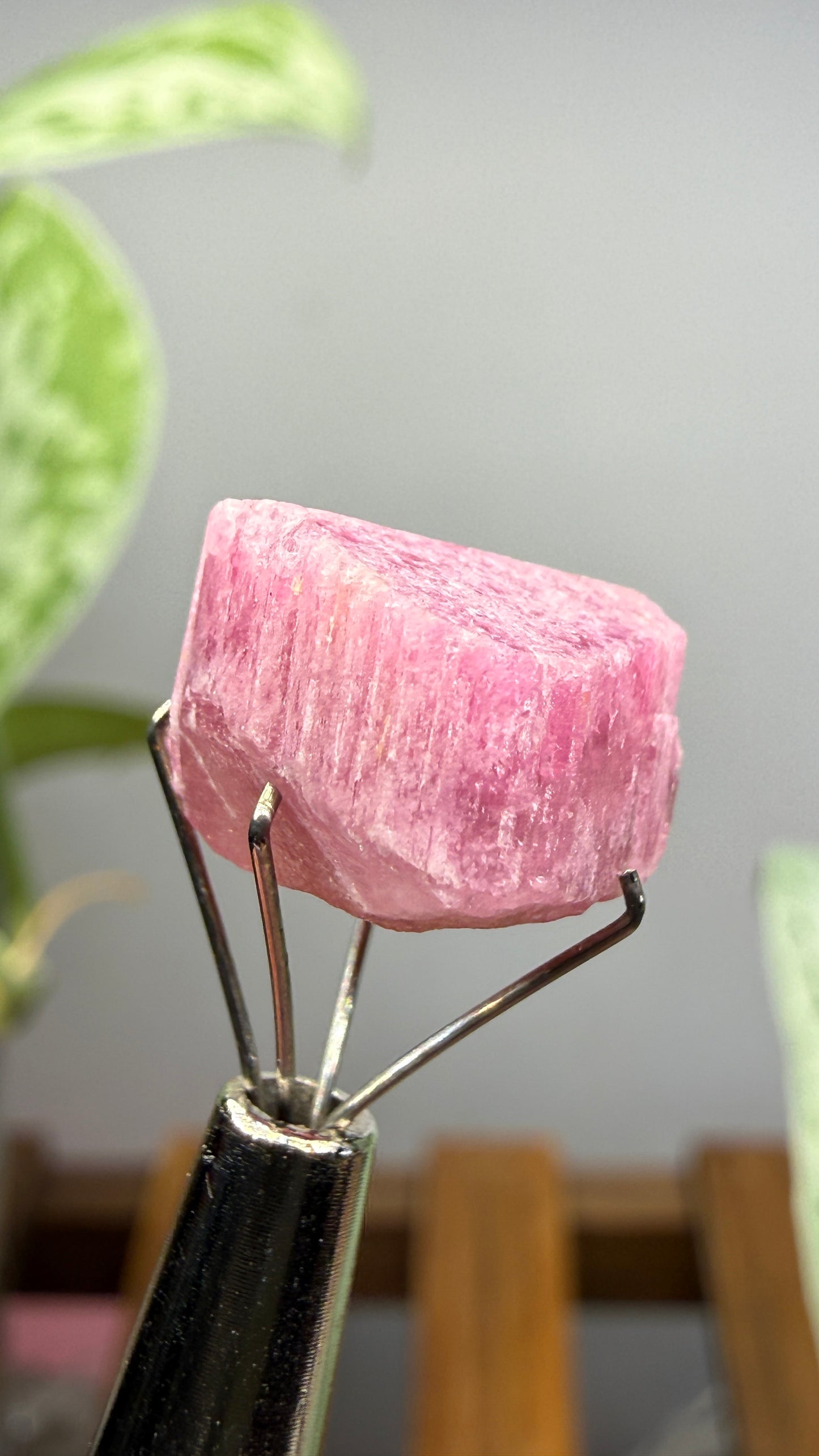 Tourmaline- Água Branca pegmatite, Barra do Salinas, Coronel Murta, Minas Gerais, Brazil