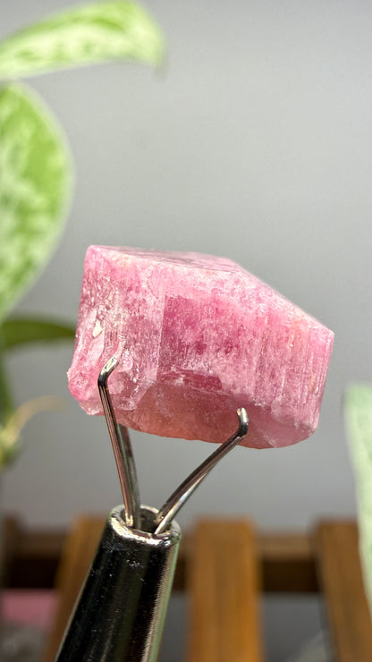 Tourmaline- Água Branca pegmatite, Barra do Salinas, Coronel Murta, Minas Gerais, Brazil