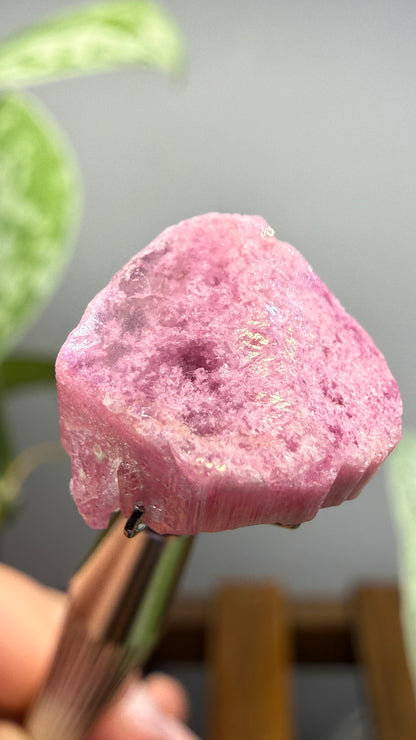 Tourmaline- Água Branca pegmatite, Barra do Salinas, Coronel Murta, Minas Gerais, Brazil