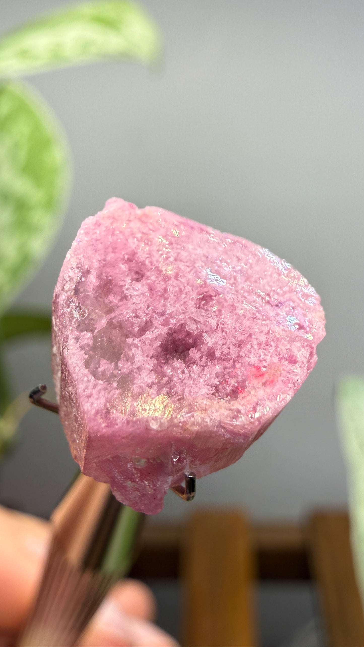 Tourmaline- Água Branca pegmatite, Barra do Salinas, Coronel Murta, Minas Gerais, Brazil