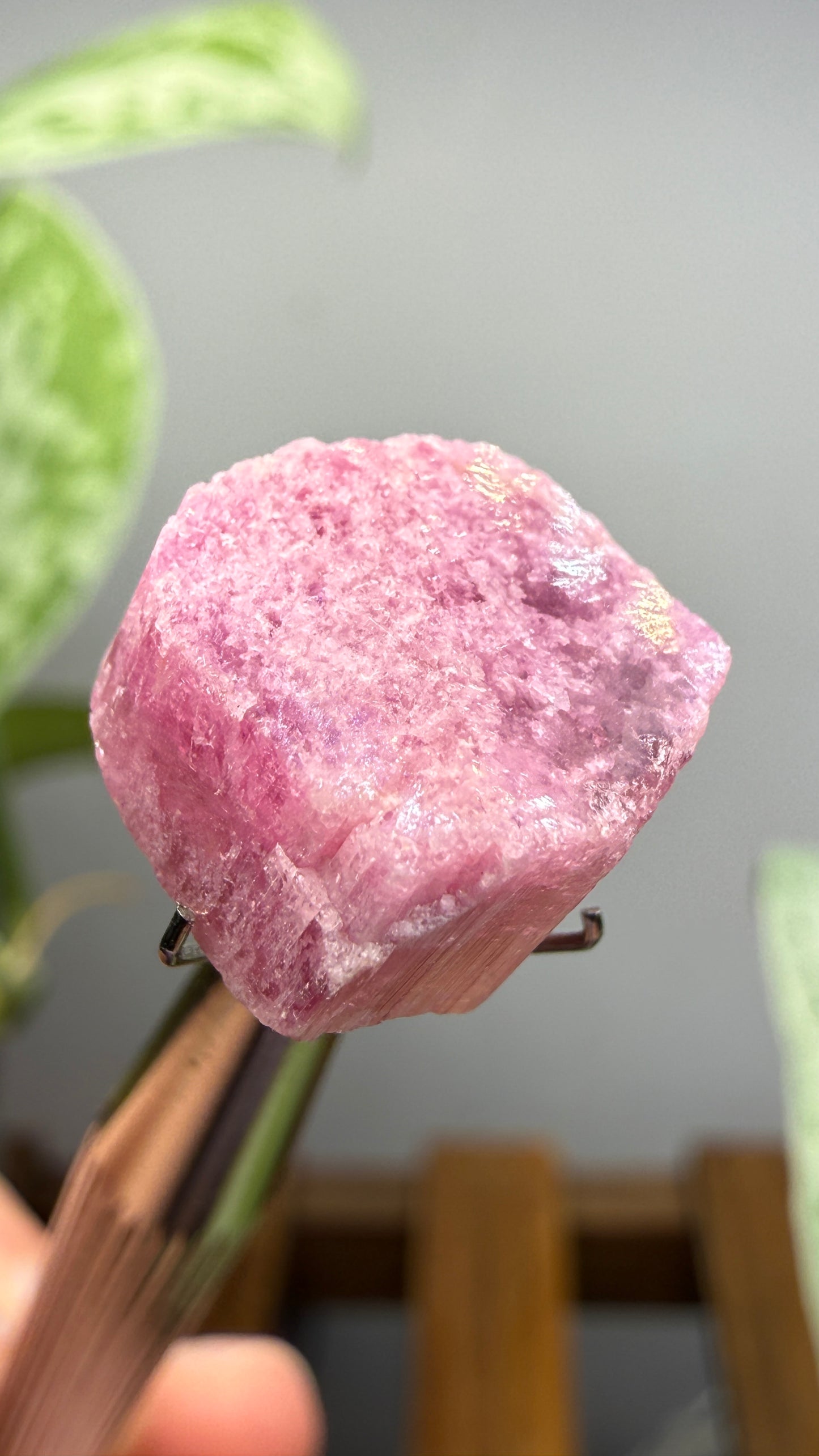 Tourmaline- Água Branca pegmatite, Barra do Salinas, Coronel Murta, Minas Gerais, Brazil
