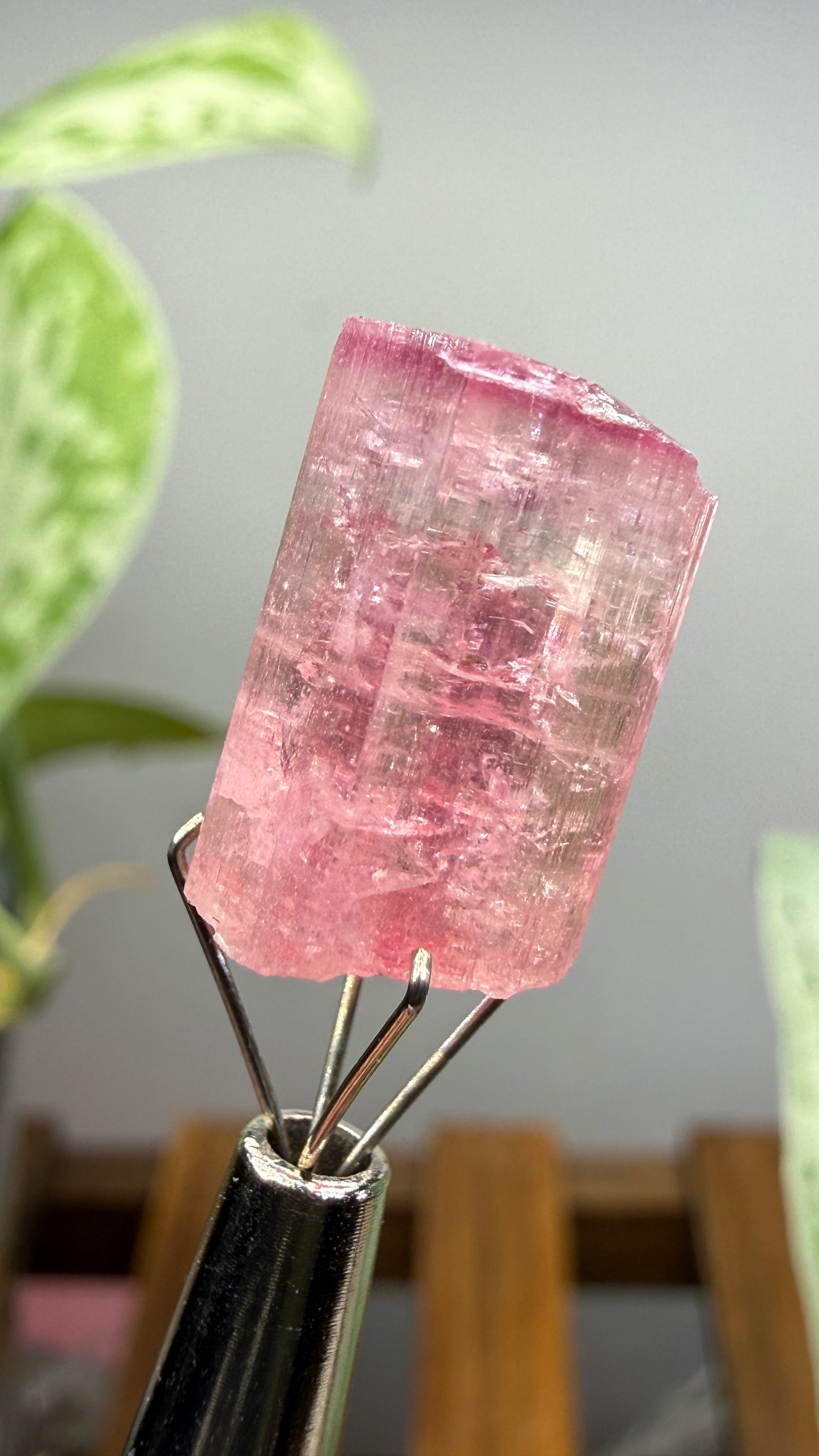 Tourmaline- Água Branca pegmatite, Barra do Salinas, Coronel Murta, Minas Gerais, Brazil